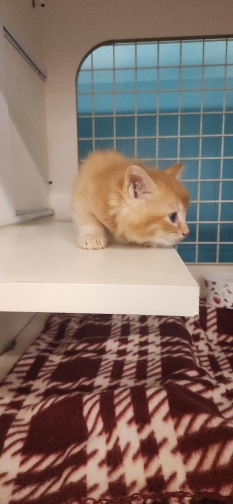 Tawny, Adopted, Kitten Male Domestic Short Hair.