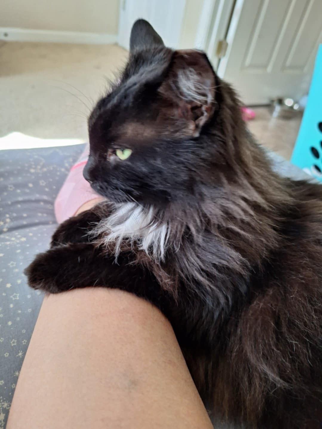 Enlarge Ivy (SA), a Adoptable Domestic Long Hair in Greenville, SC image 5/6