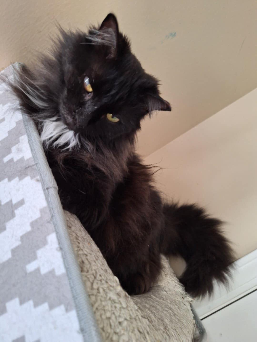 Enlarge Ivy (SA), a Adoptable Domestic Long Hair in Greenville, SC image 4/6