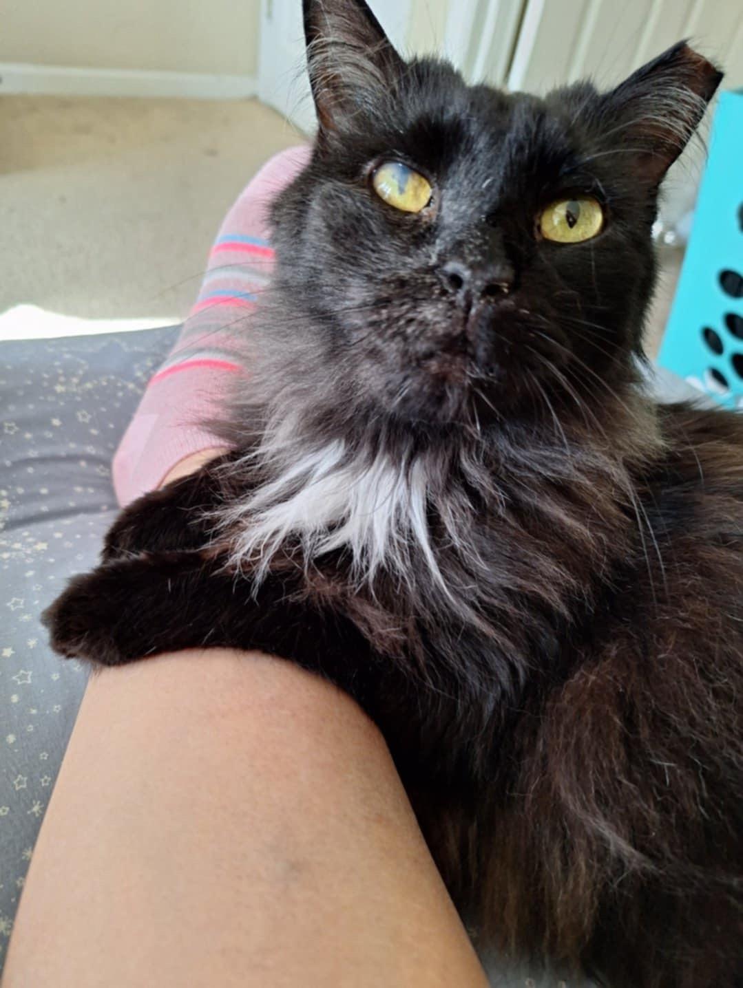 Enlarge Ivy (SA), a Adoptable Domestic Long Hair in Greenville, SC image 1/6