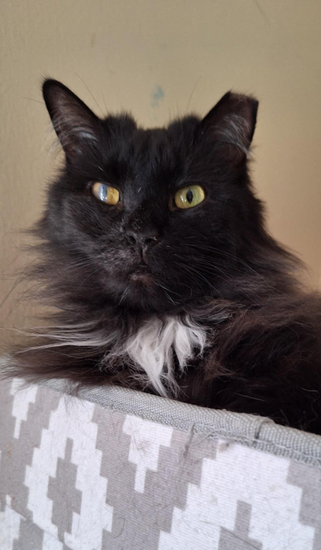 Enlarge Ivy (SA), a Adoptable Domestic Long Hair in Greenville, SC image 3/6