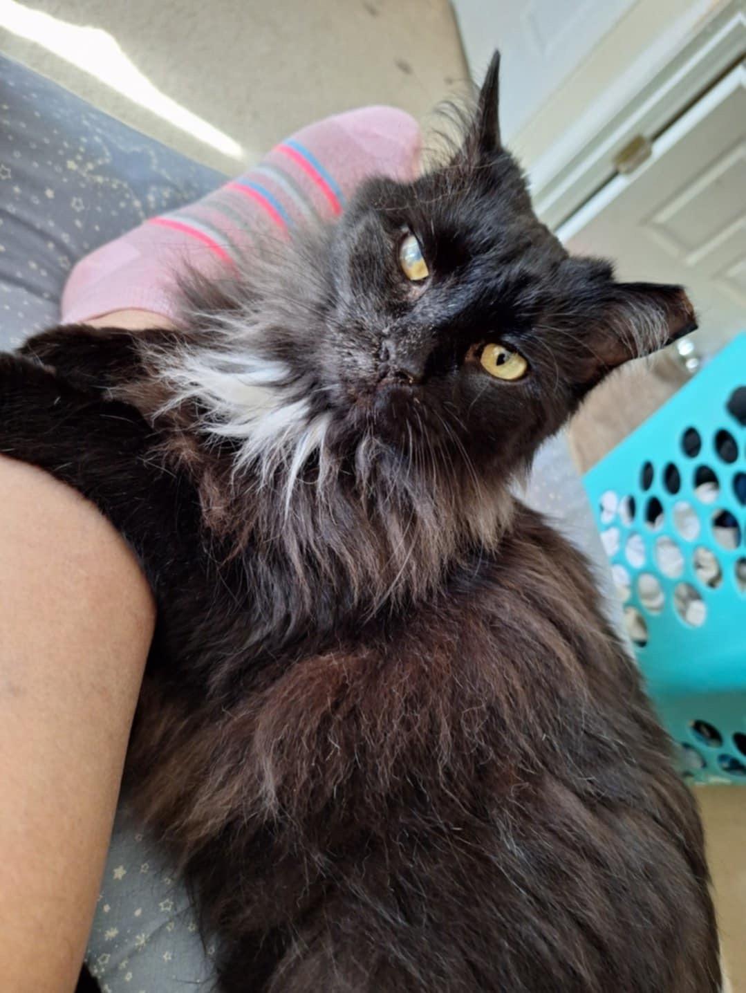 Enlarge Ivy (SA), a Adoptable Domestic Long Hair in Greenville, SC image 6/6