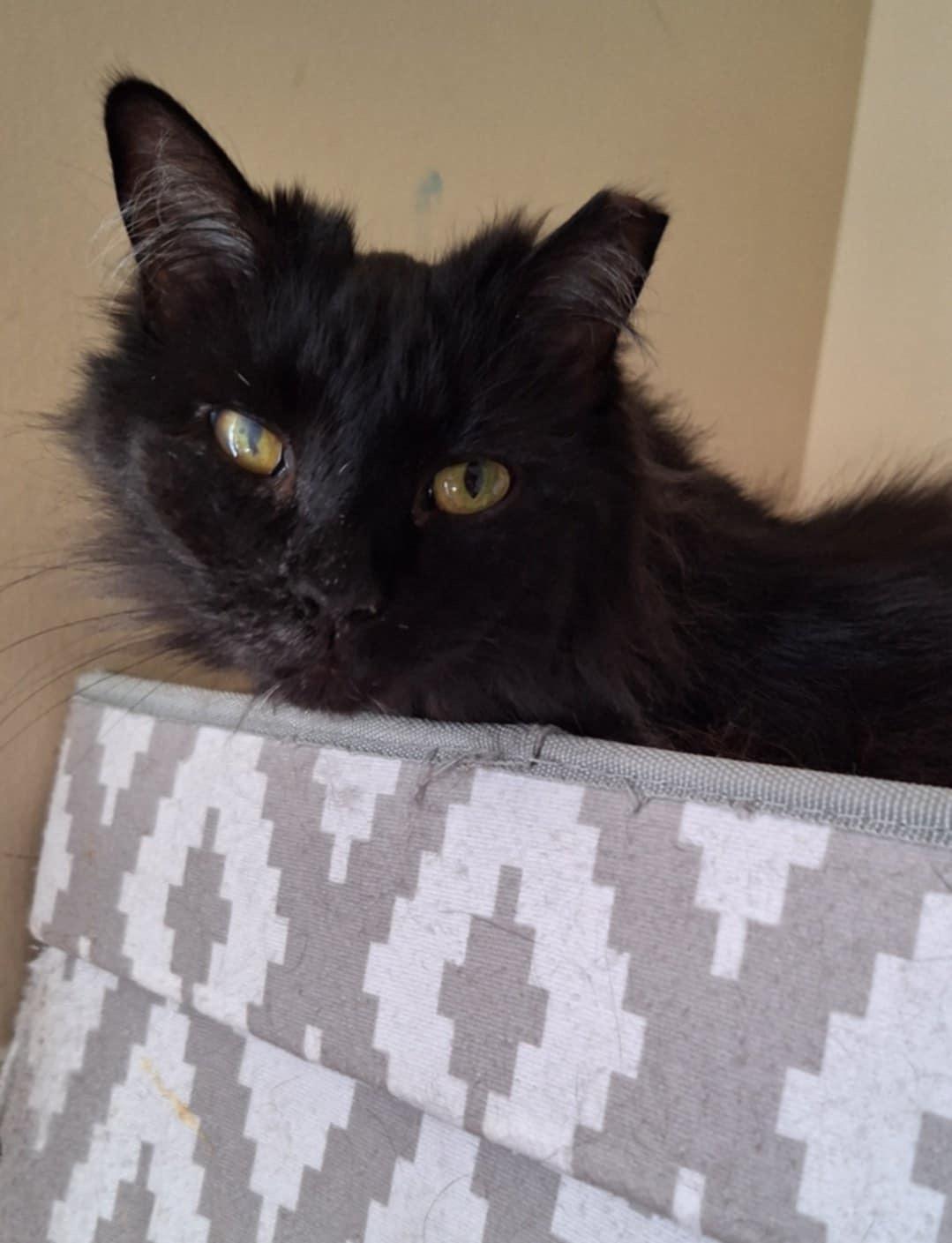 Enlarge Ivy (SA), a Adoptable Domestic Long Hair in Greenville, SC image 2/6