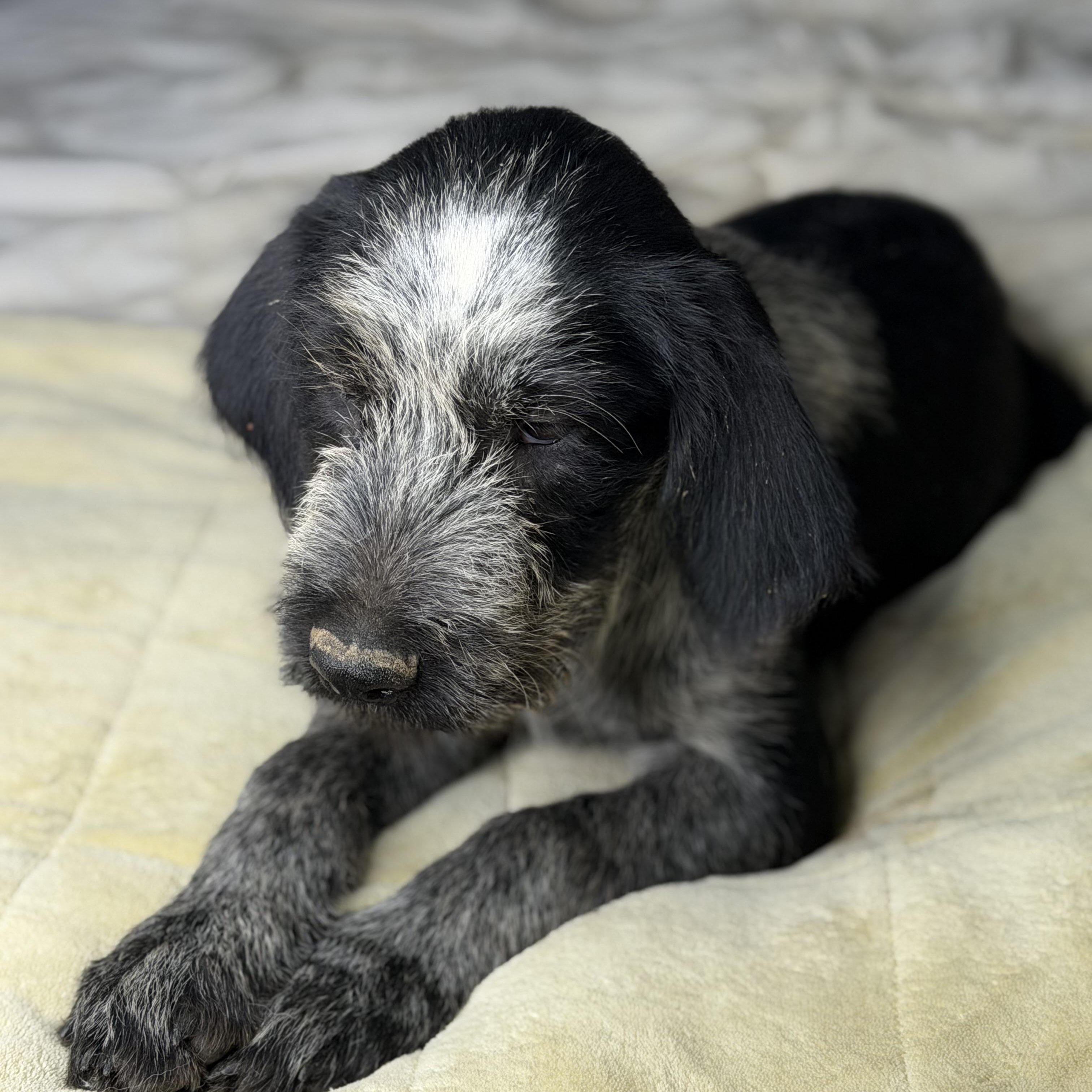 Tito, a Adoptable mixed breed in Bloomington, IL image 5/6