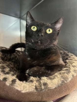 Shelley, ADOPTABLE, Young Female Domestic Short Hair.