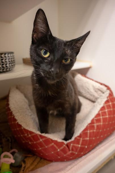 Enlarge Shelley, an adopted mixed breed in Bellingham, WA image 2/2