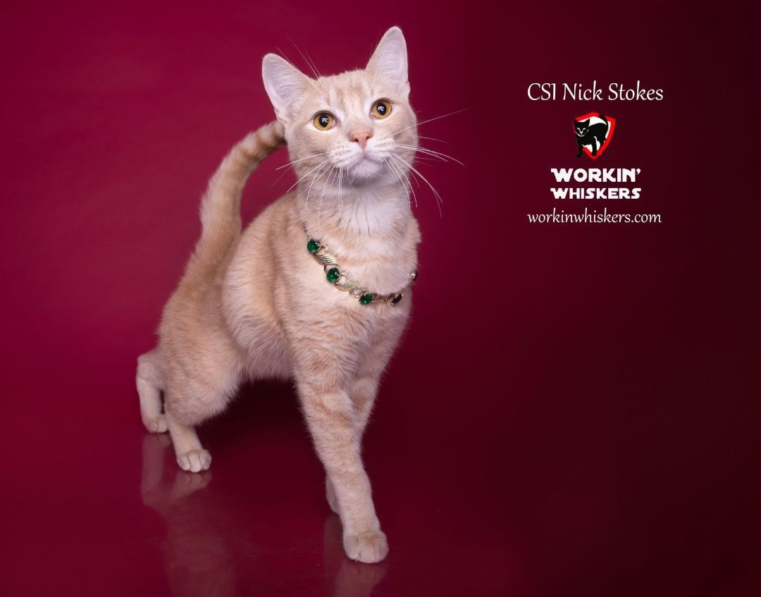 Enlarge CSI NICK STOKES, a Adoptable mixed breed in HEMET, CA image 3/4