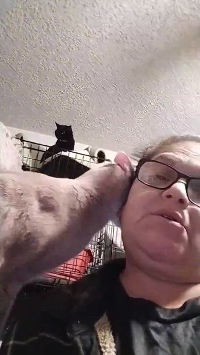 Enlarge CSI NICK STOKES, a Adoptable mixed breed in HEMET, CA video 4/4