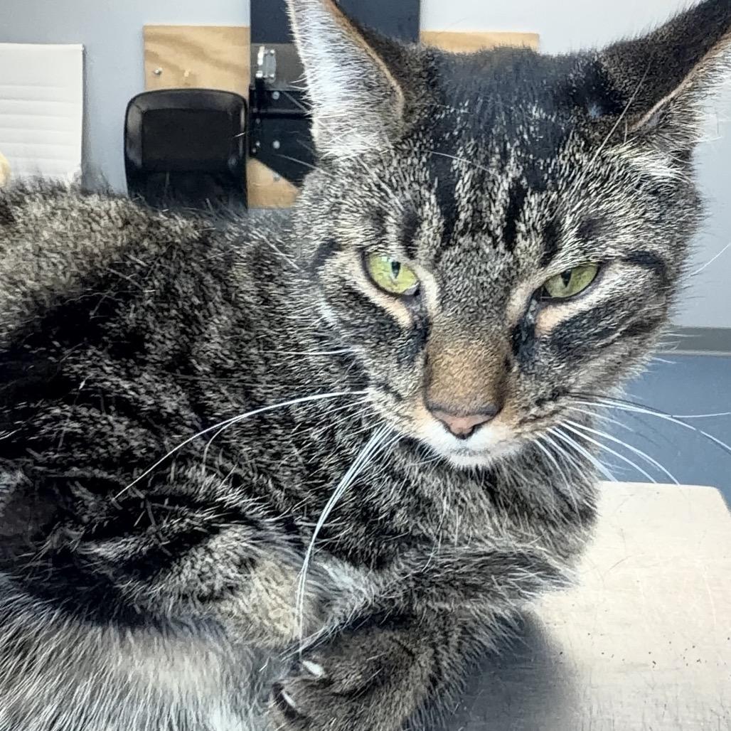 Stealth, Adoptable, Senior Male Domestic Short Hair.