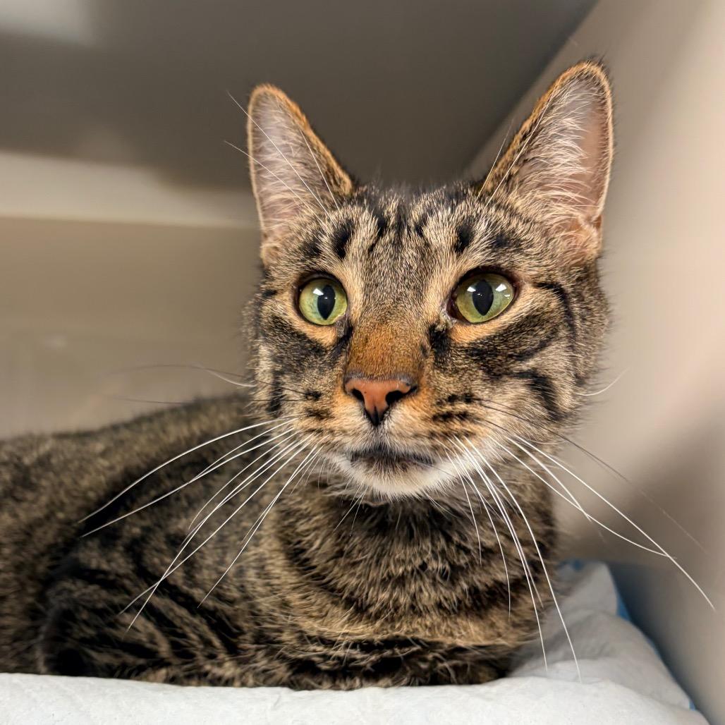 Stealth, a Adoptable Domestic Short Hair in Watertown, NY image 2/6