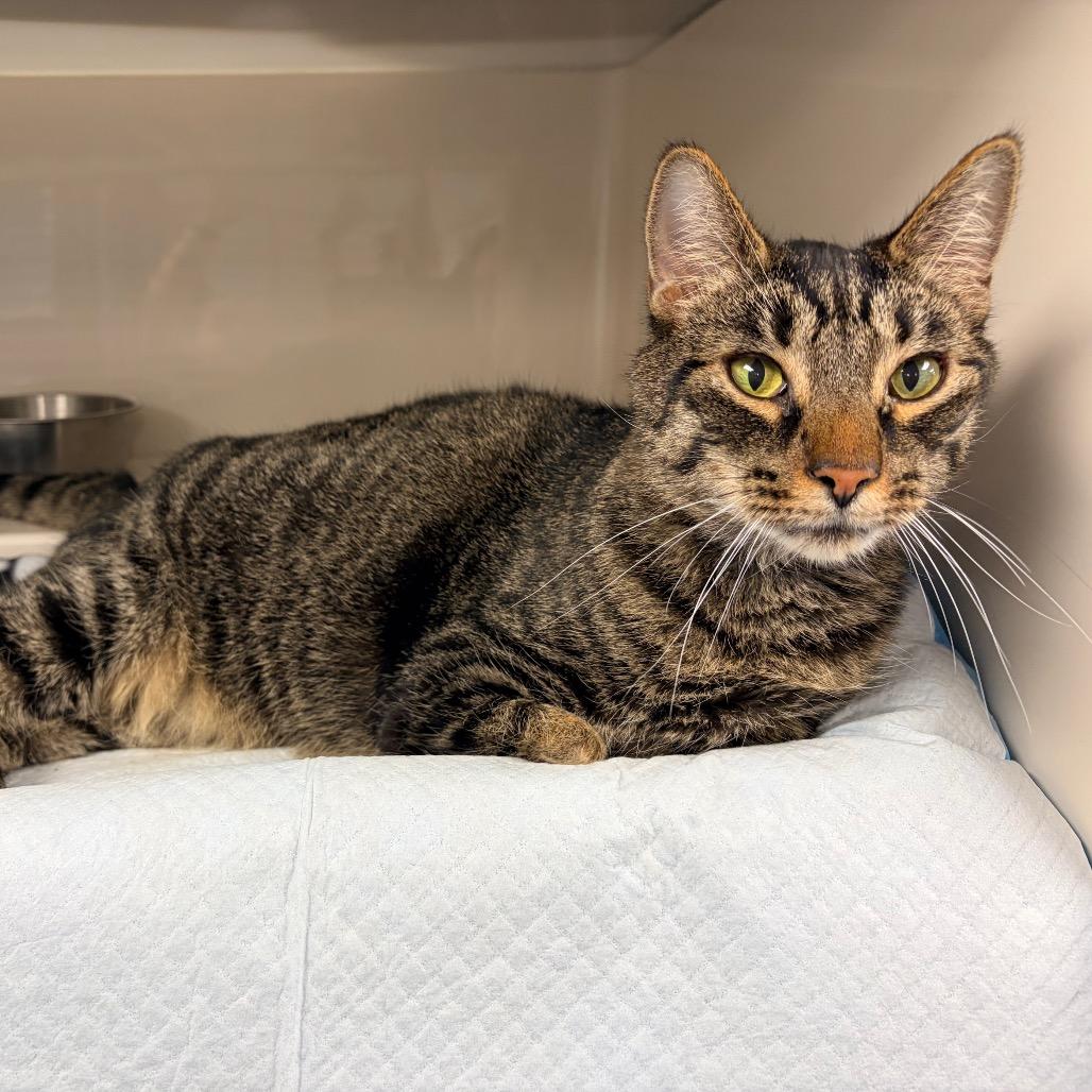 Stealth, a Adoptable Domestic Short Hair in Watertown, NY image 3/6