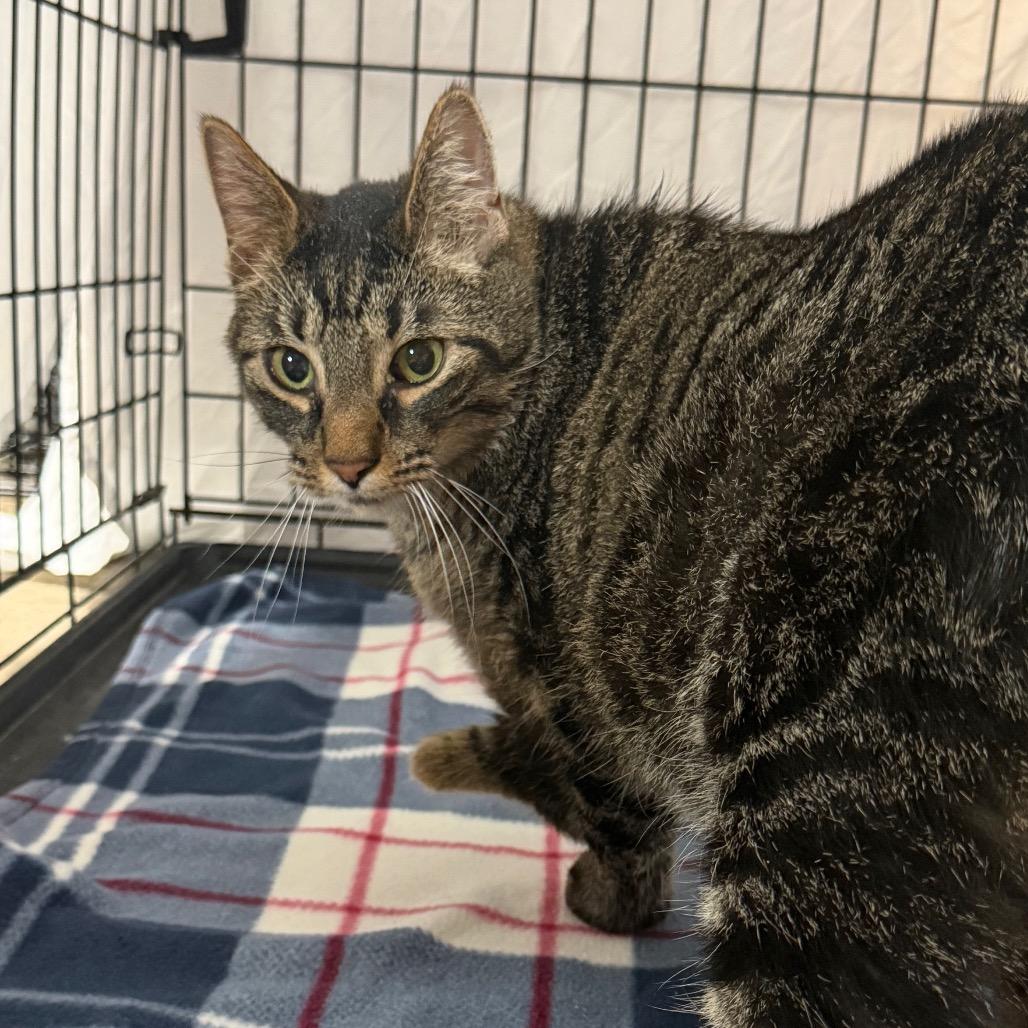 Stealth, a Adoptable Domestic Short Hair in Watertown, NY image 4/6