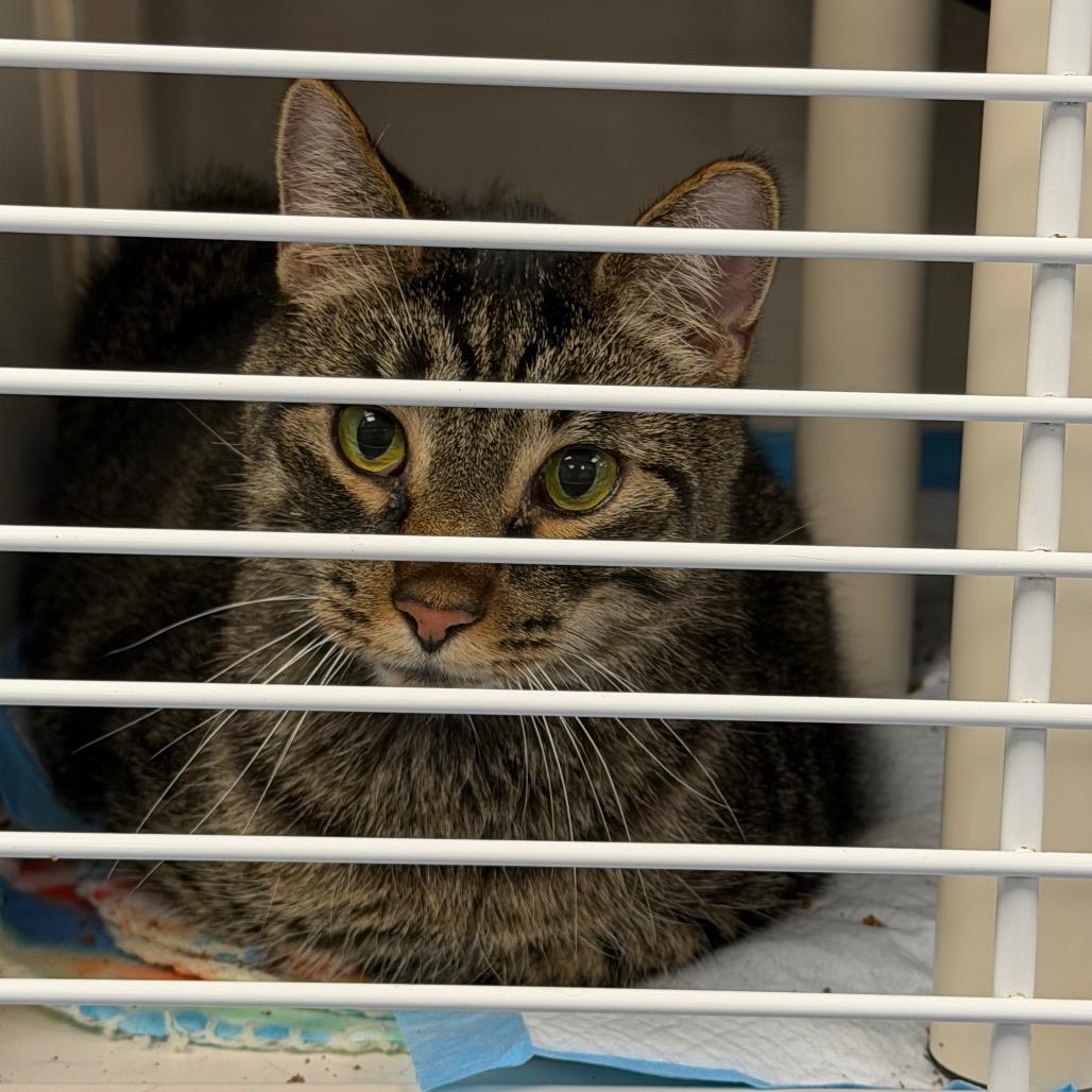 Stealth, a Adoptable Domestic Short Hair in Watertown, NY image 5/6