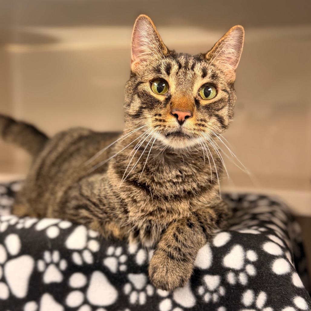 Stealth, a Adoptable Domestic Short Hair in Watertown, NY image 6/6