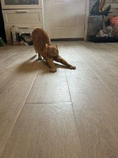 Queso, Adoptable, Young Female Domestic Short Hair.
