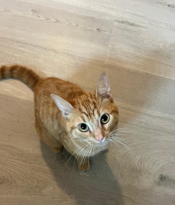 Queso, a Adoptable Domestic Short Hair in O'Fallon, MO image 2/2