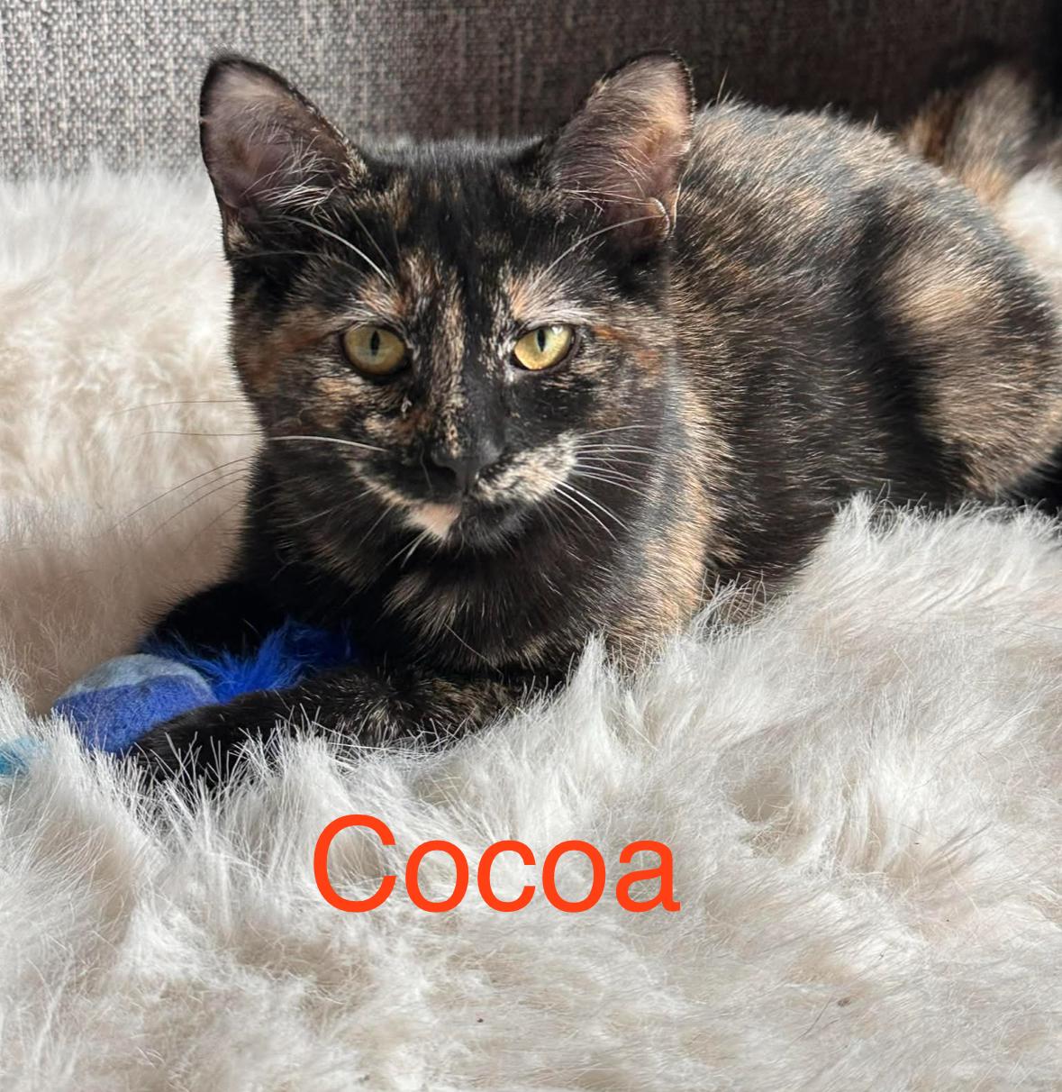 Cocoa, ADOPTABLE, Kitten Female Domestic Short Hair.