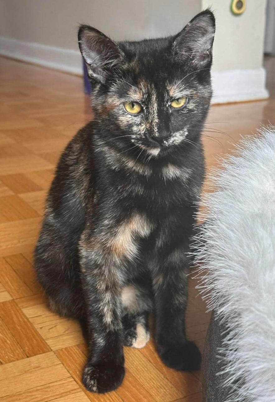 Enlarge Cocoa, a ADOPTABLE Domestic Short Hair in Pointe-Claire, QC image 2/2