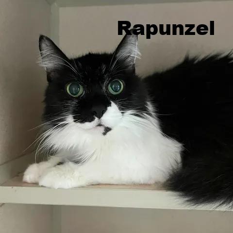 Rapunzel 260348, Adoptable, Senior Female Domestic Long Hair.