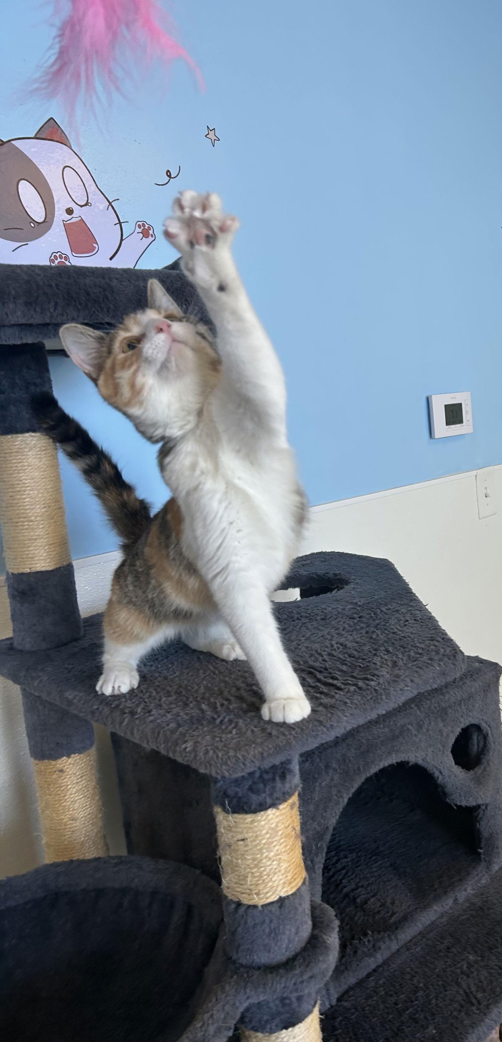 Fiesty, Adoptable, Young Female Domestic Short Hair.