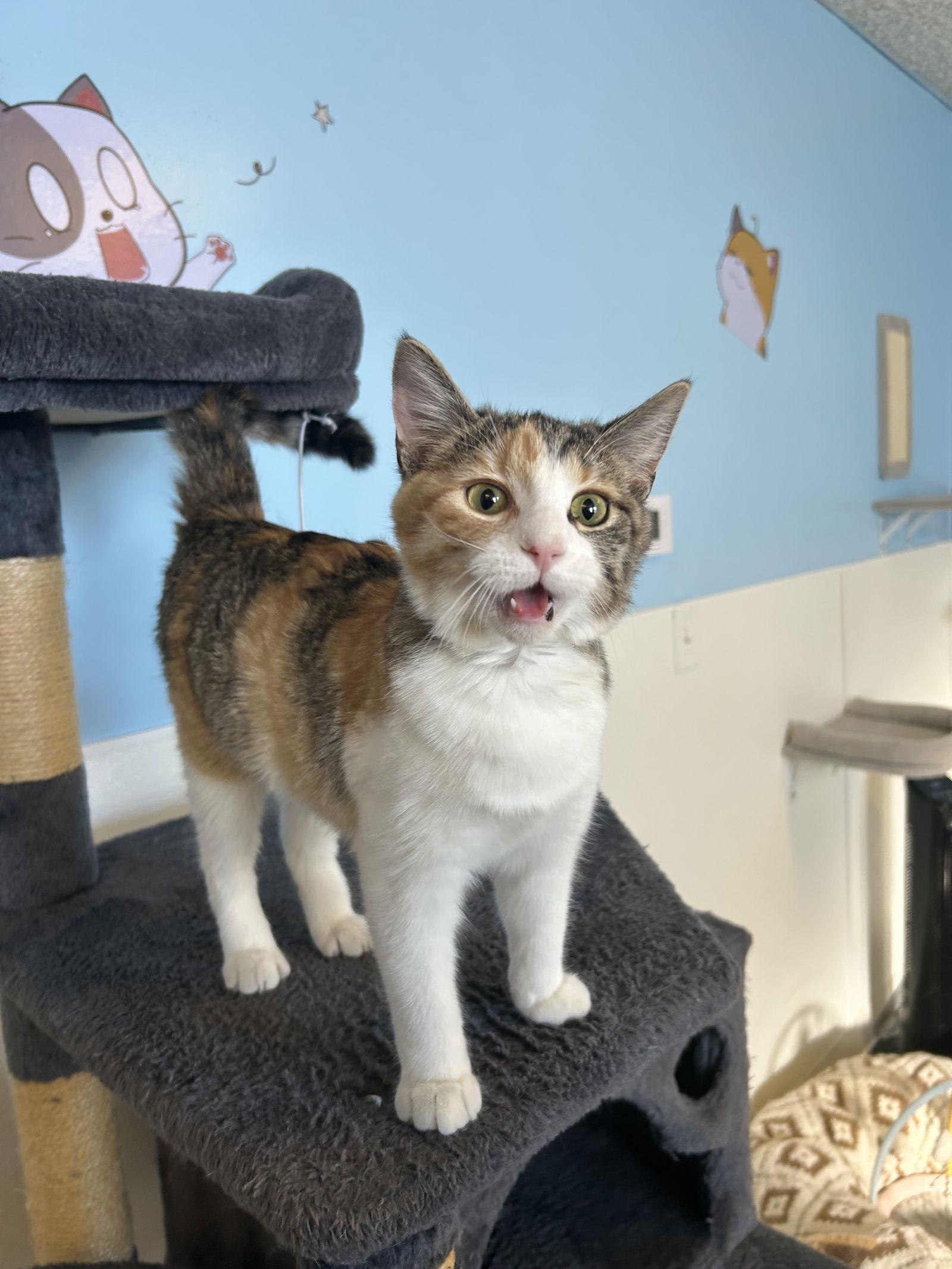 Enlarge Fiesty, a Adoptable Domestic Short Hair in Steeleville, IL image 2/3