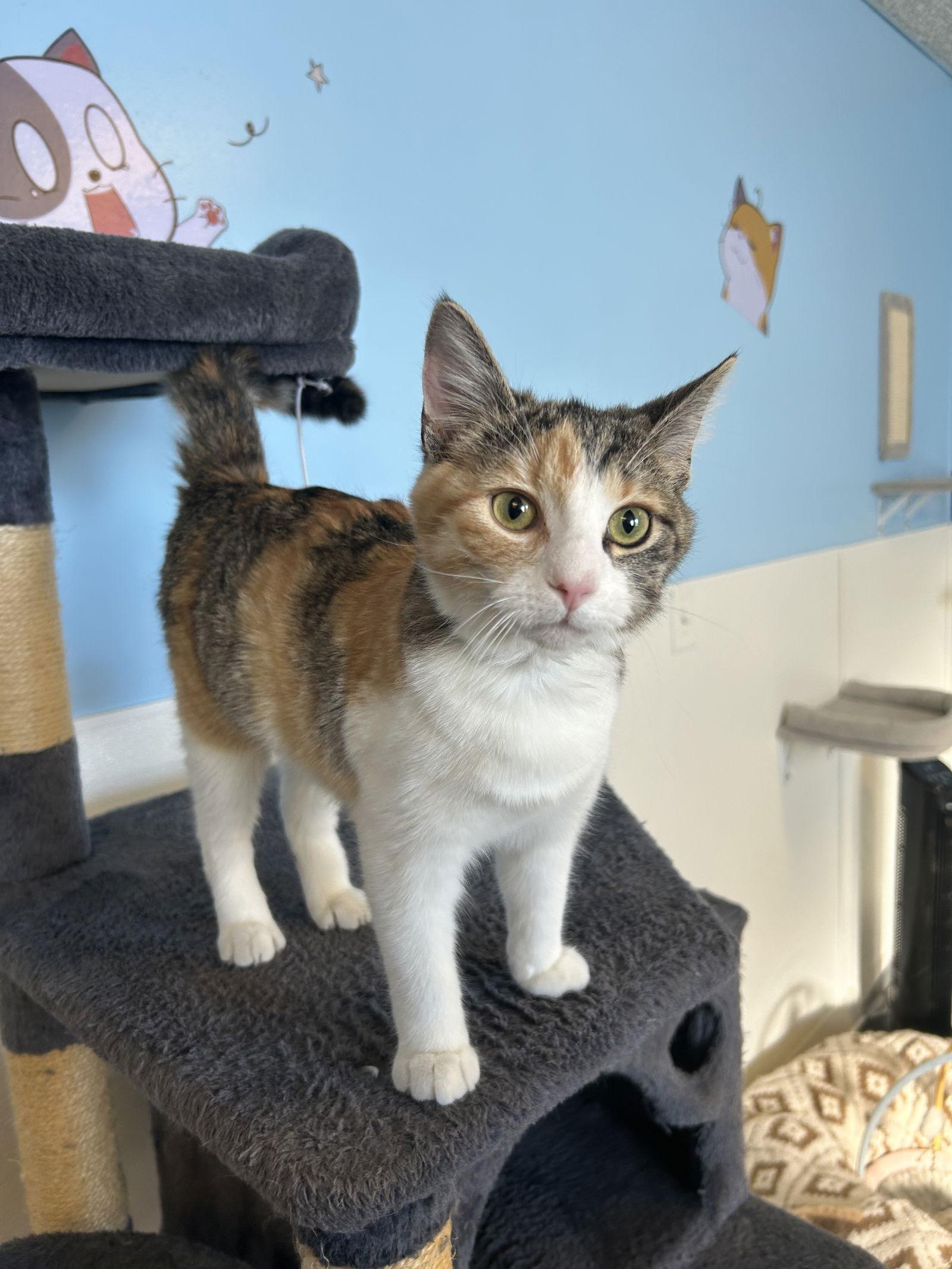 Enlarge Fiesty, a Adoptable Domestic Short Hair in Steeleville, IL image 3/3