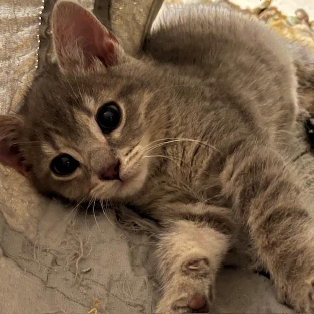 Enlarge Rainbow, a Adoptable Domestic Short Hair in Lake Geneva, WI image 3/6