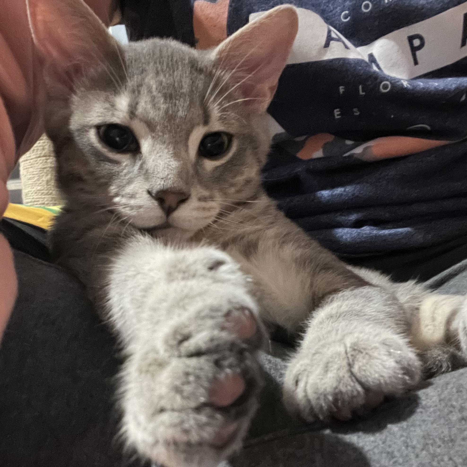 Enlarge Rainbow, a Adoptable Domestic Short Hair in Lake Geneva, WI image 5/6