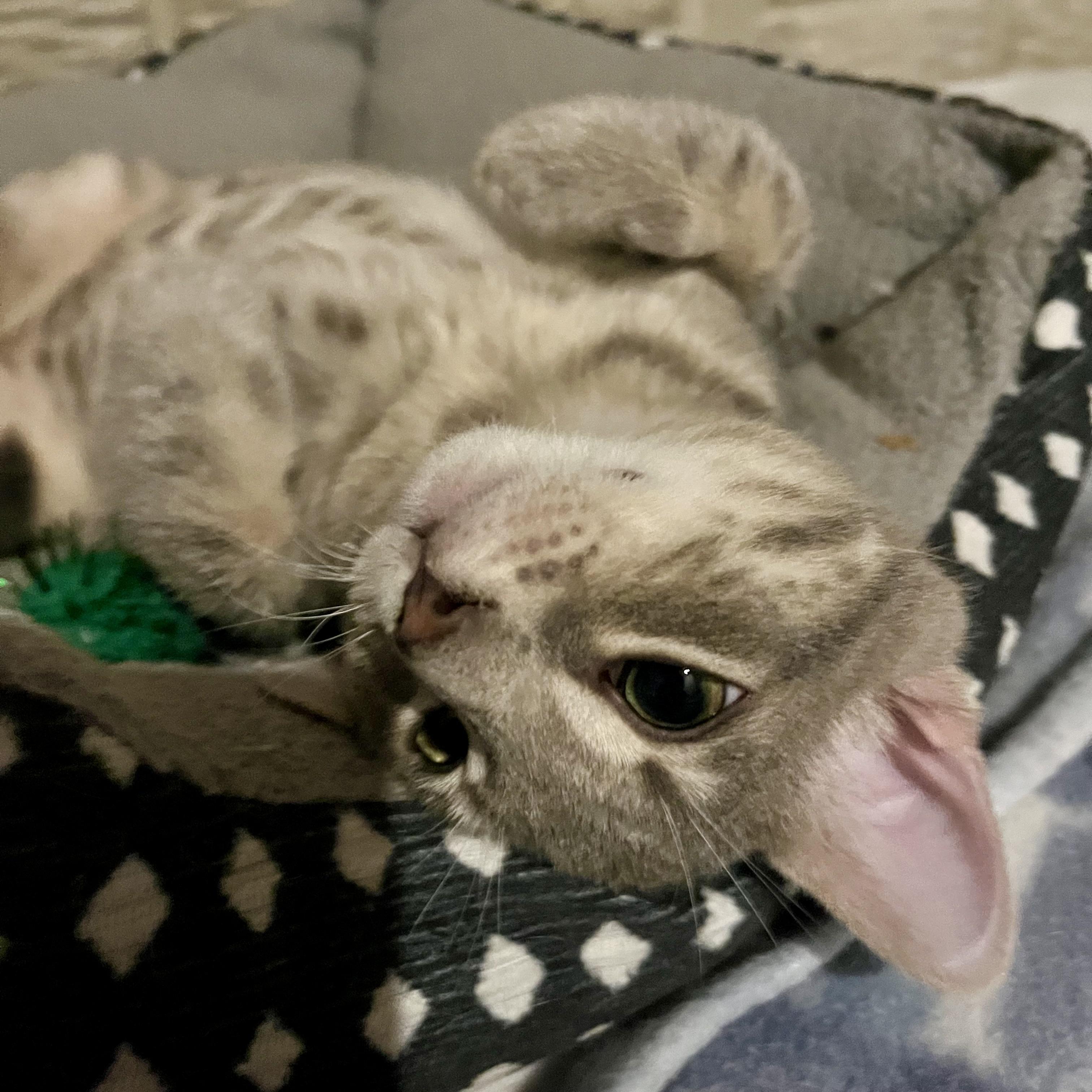 Enlarge Rainbow, a Adoptable Domestic Short Hair in Lake Geneva, WI image 2/6