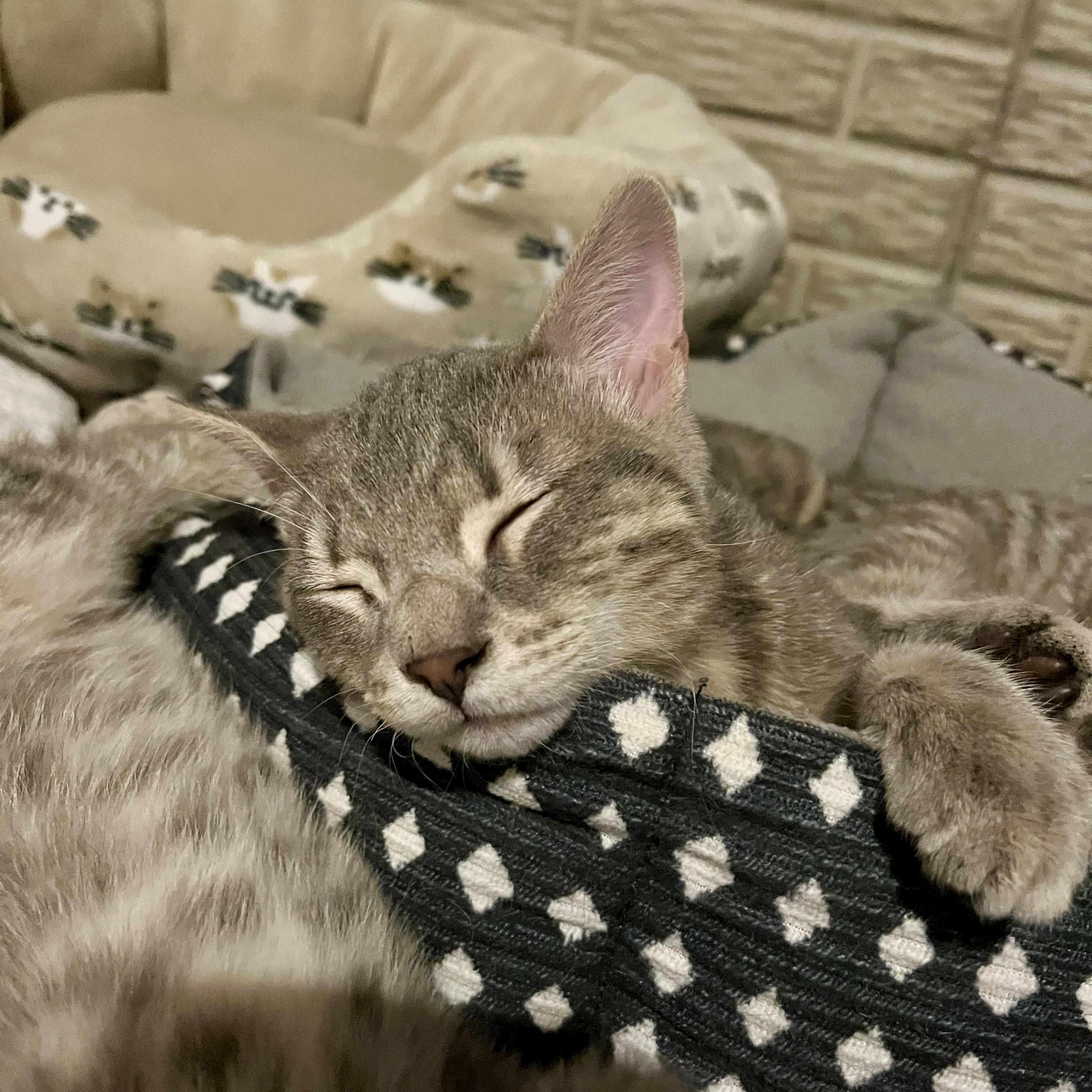 Enlarge Rainbow, a Adoptable Domestic Short Hair in Lake Geneva, WI image 4/6