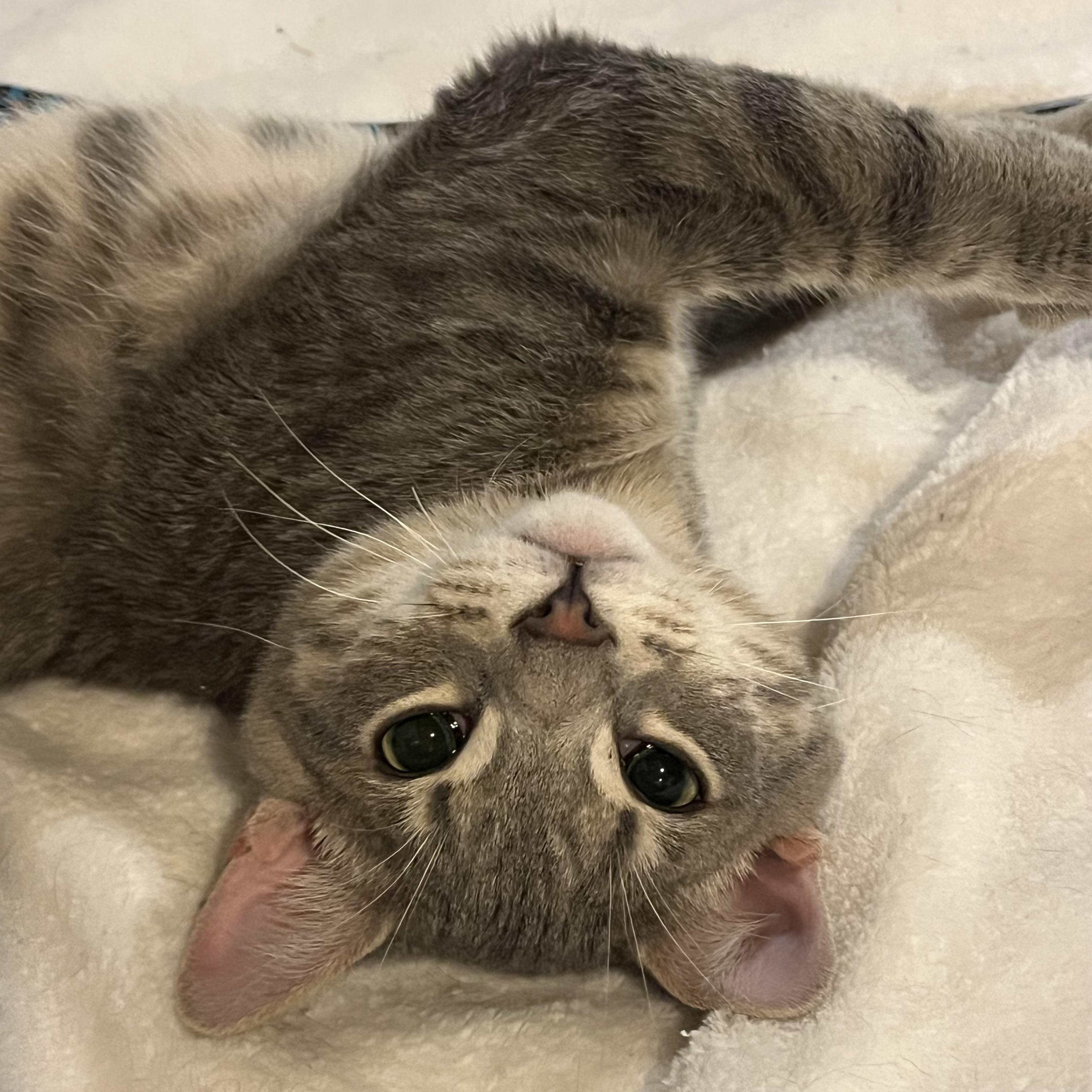 Rainbow, adopted, Kitten Male Domestic Short Hair.