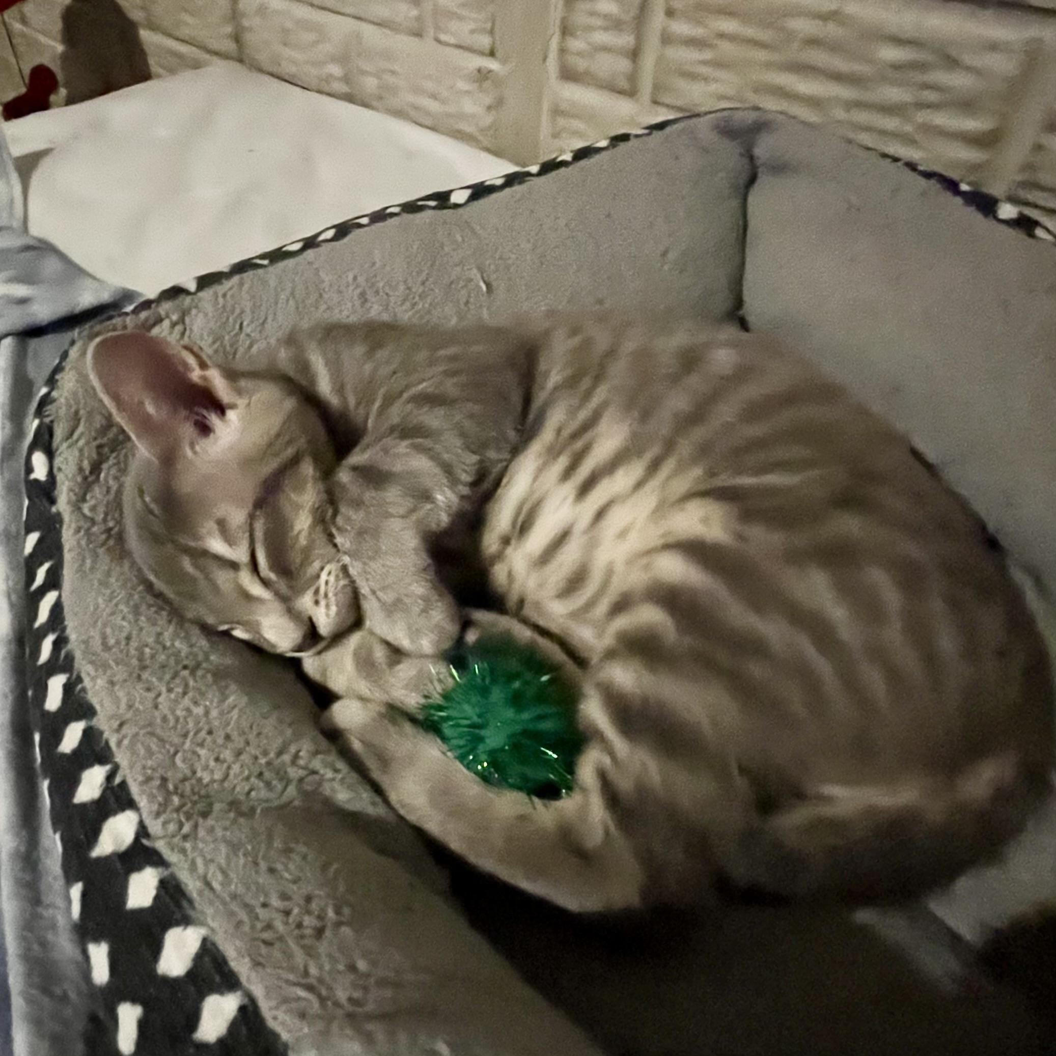 Enlarge Rainbow, a Adoptable Domestic Short Hair in Lake Geneva, WI image 6/6