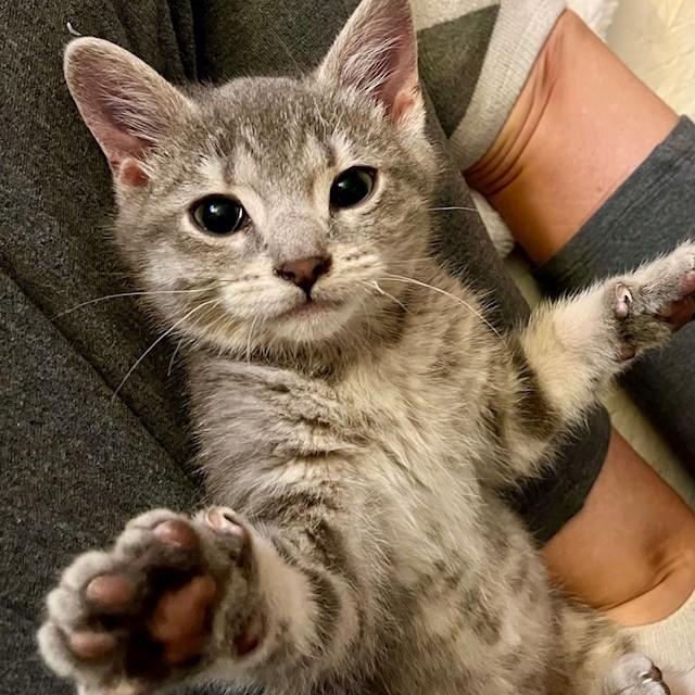 Enlarge Rainbow, a Adoptable Domestic Short Hair in Lake Geneva, WI image 1/6