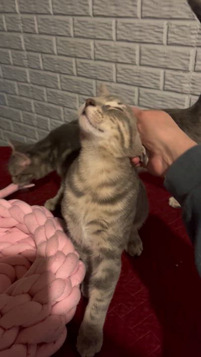 Enlarge Rainbow, an adopted Domestic Short Hair in Lake Geneva, WI video 6/6