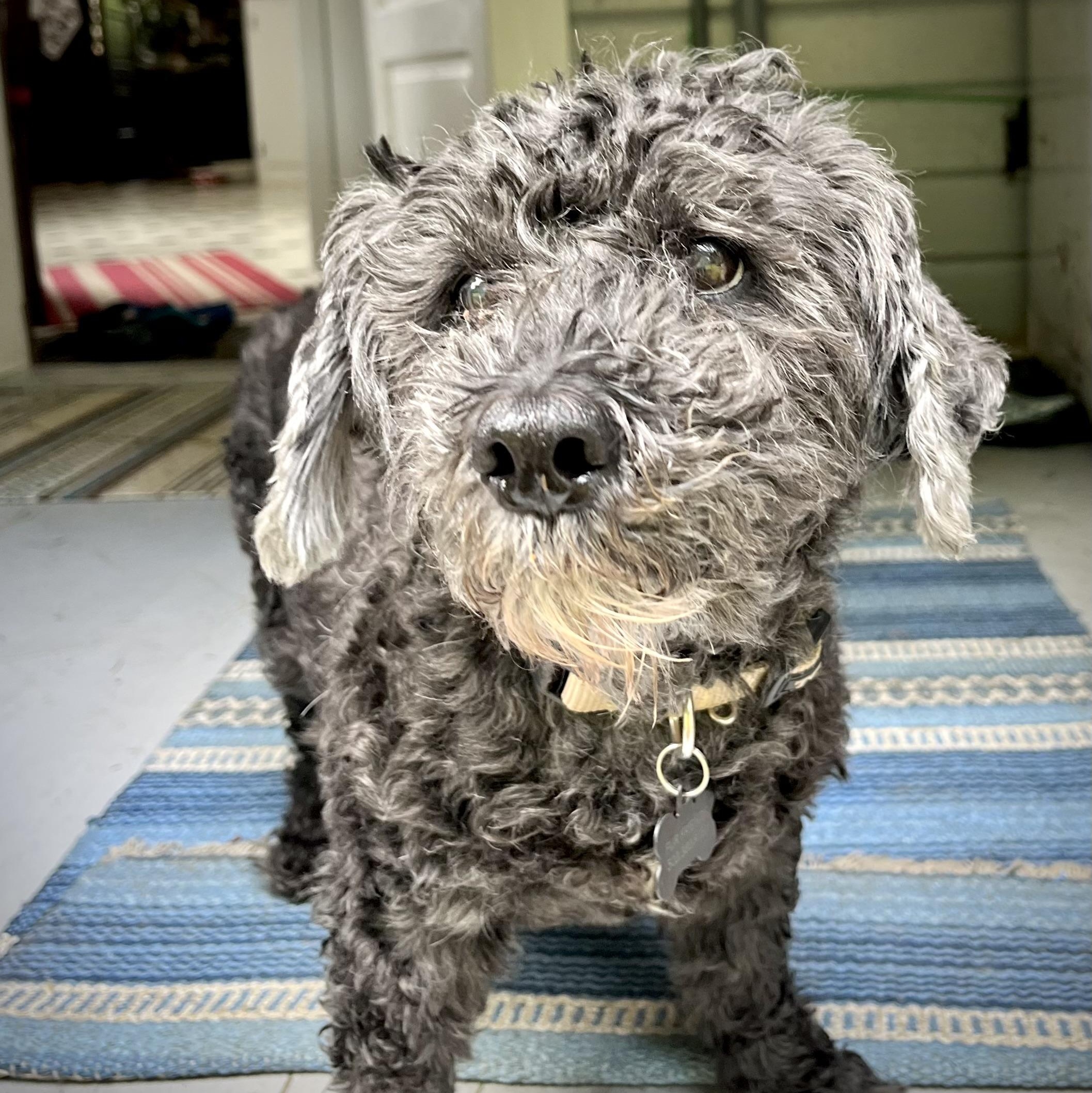Milo photo 1