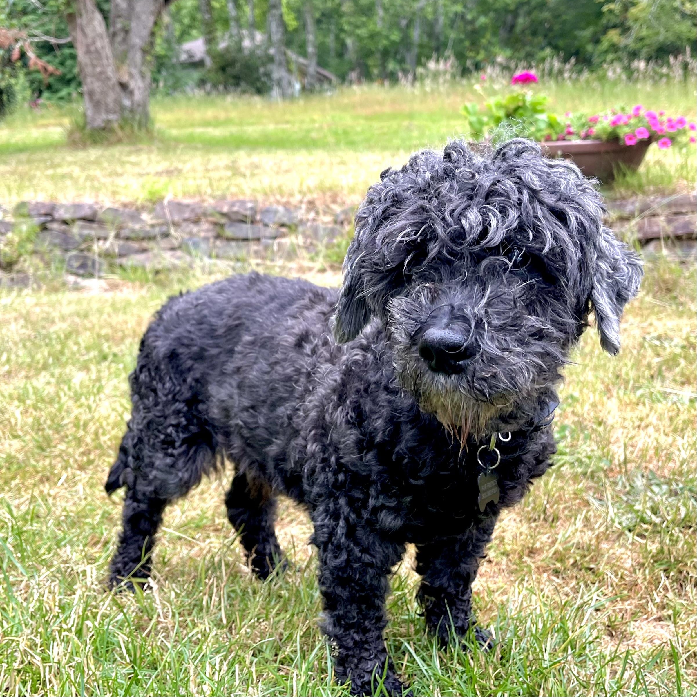 Milo photo 3