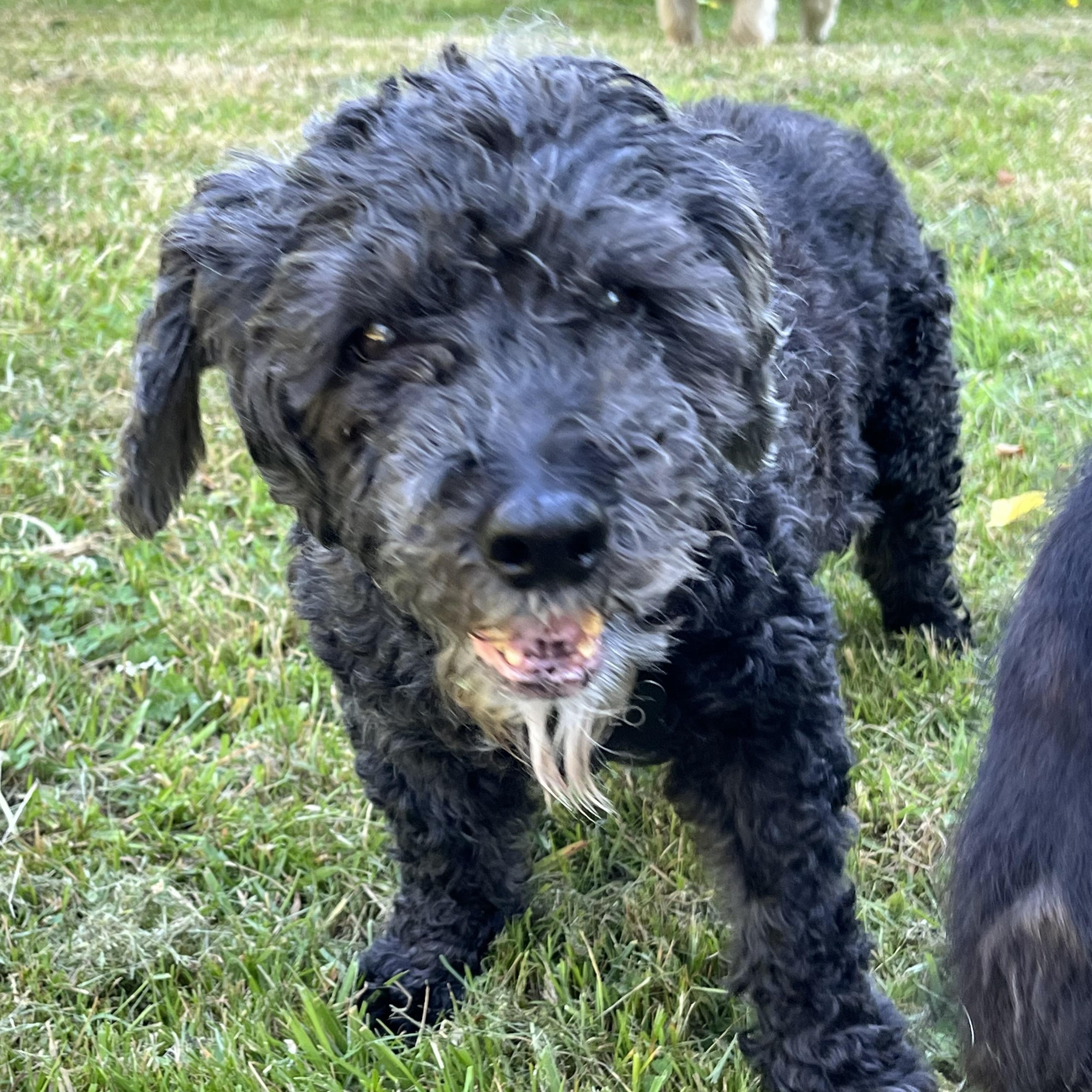 Milo photo 4