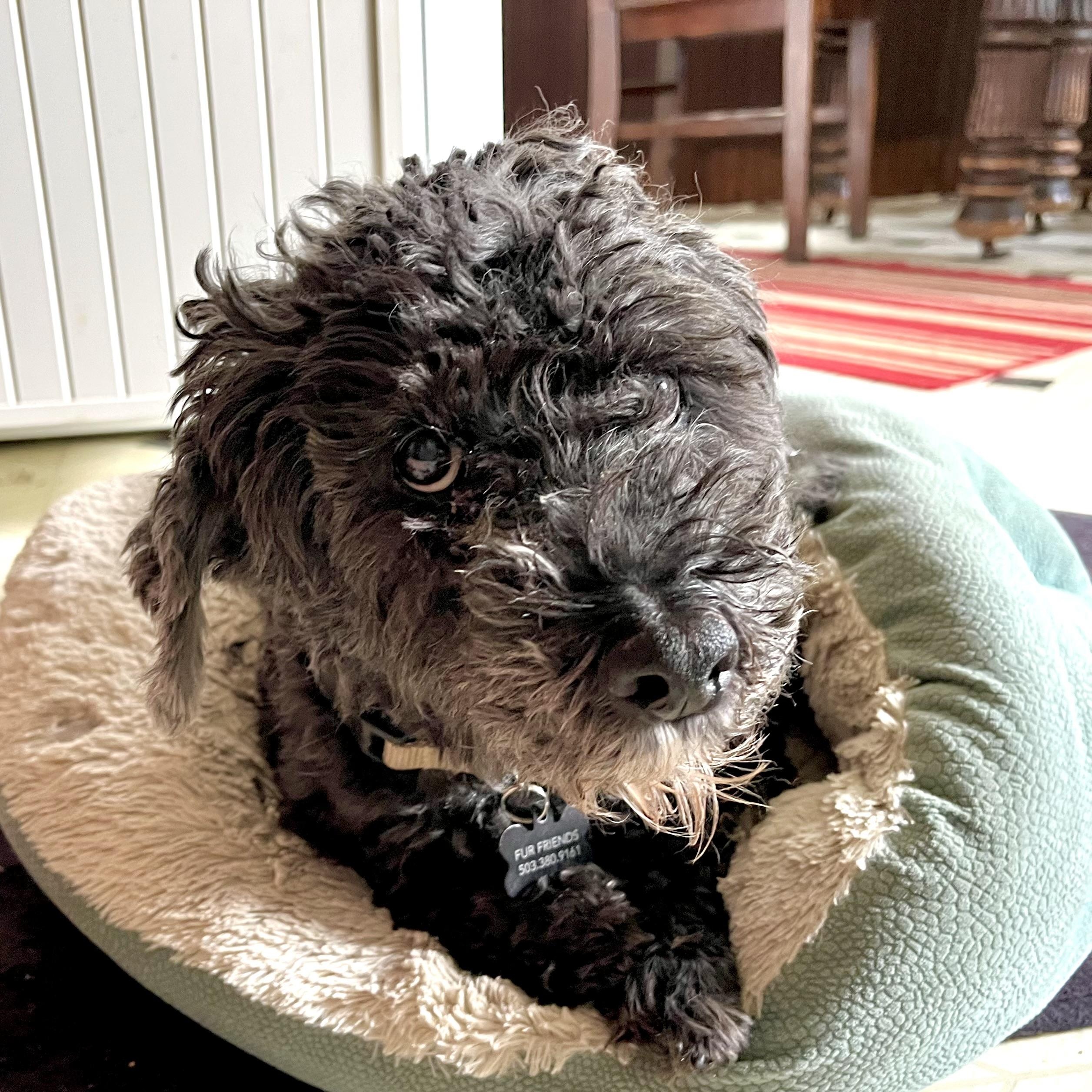 Milo photo 2