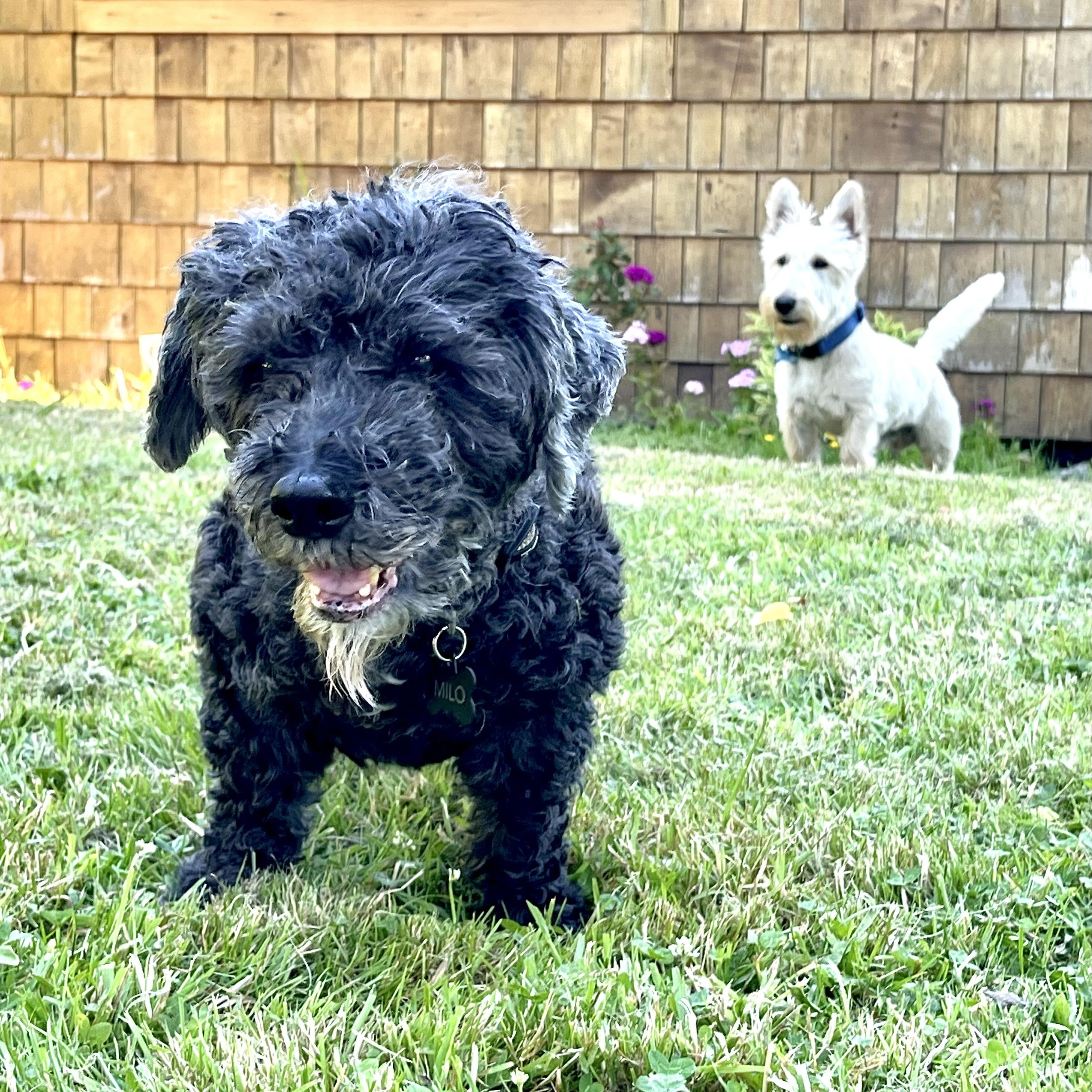 Milo photo 5