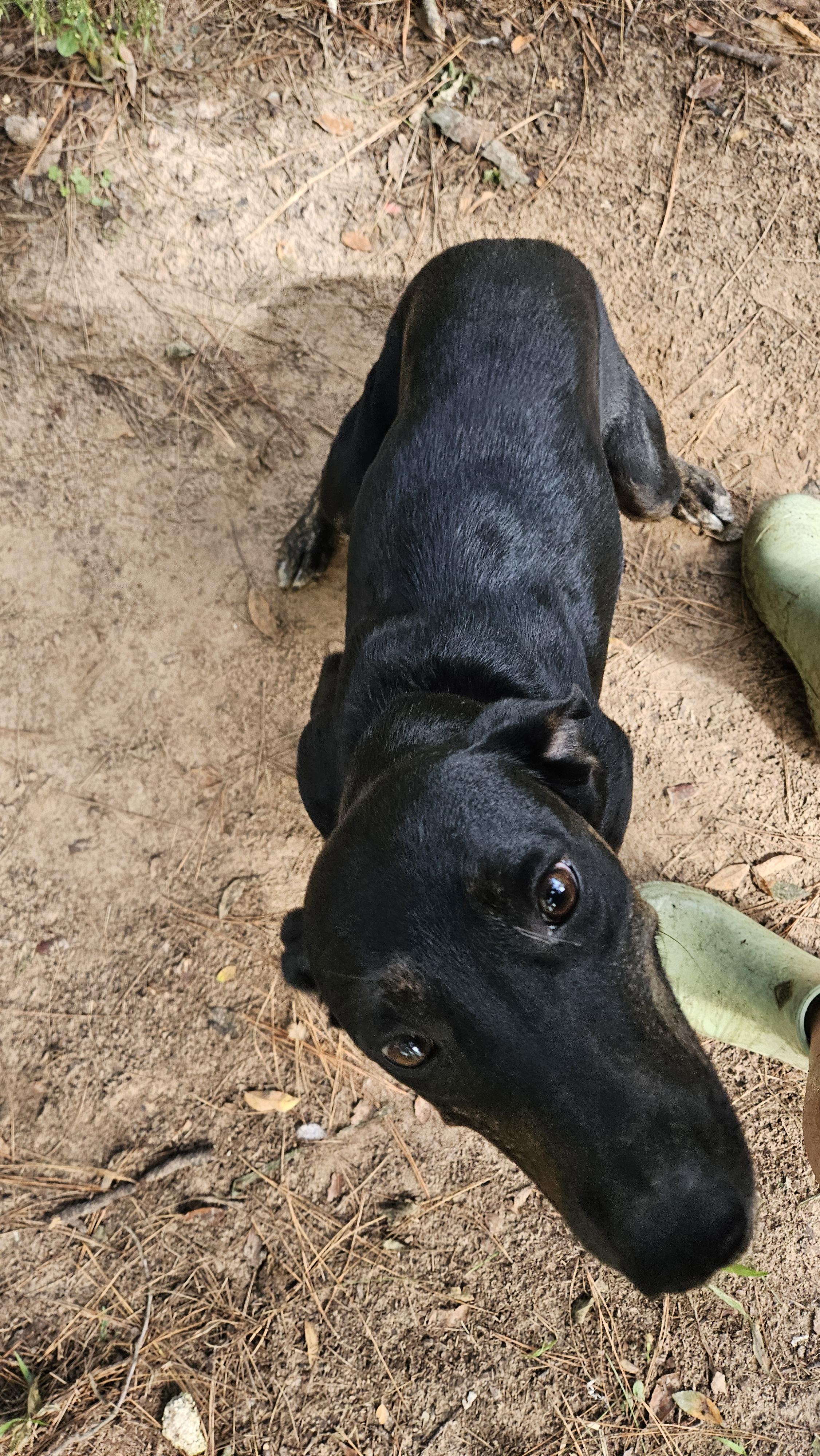 Enlarge Mollie, a Adoptable mixed breed in Magnolia, TX image 4/4