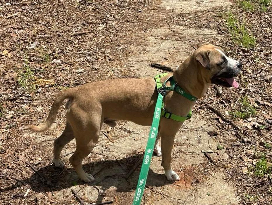 Wes, a ADOPTABLE mixed breed in East Point, GA image 4/5
