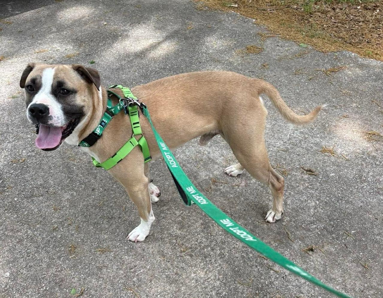 Wes, a ADOPTABLE mixed breed in East Point, GA image 2/5