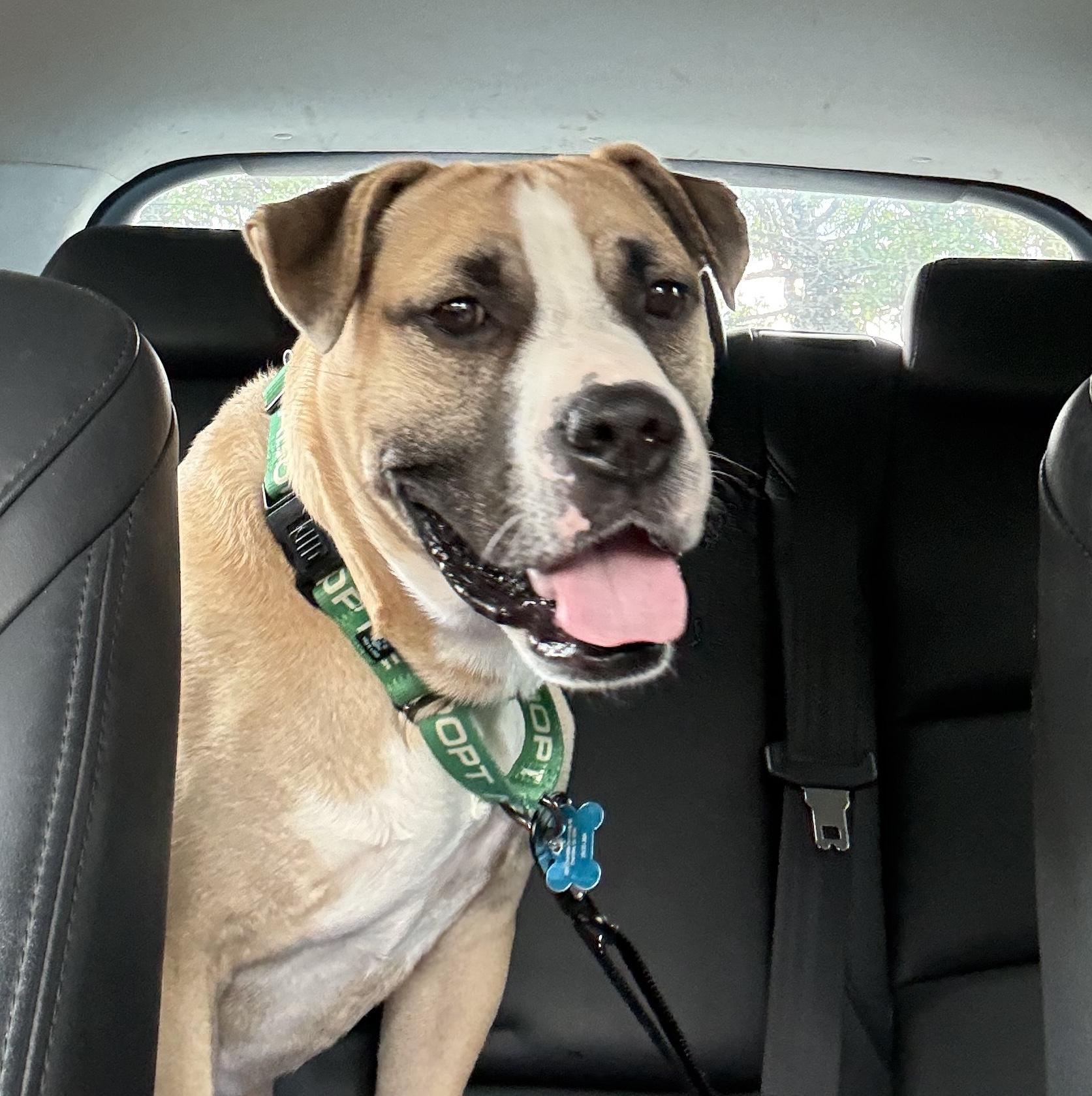 Wes, a ADOPTABLE mixed breed in East Point, GA image 3/5