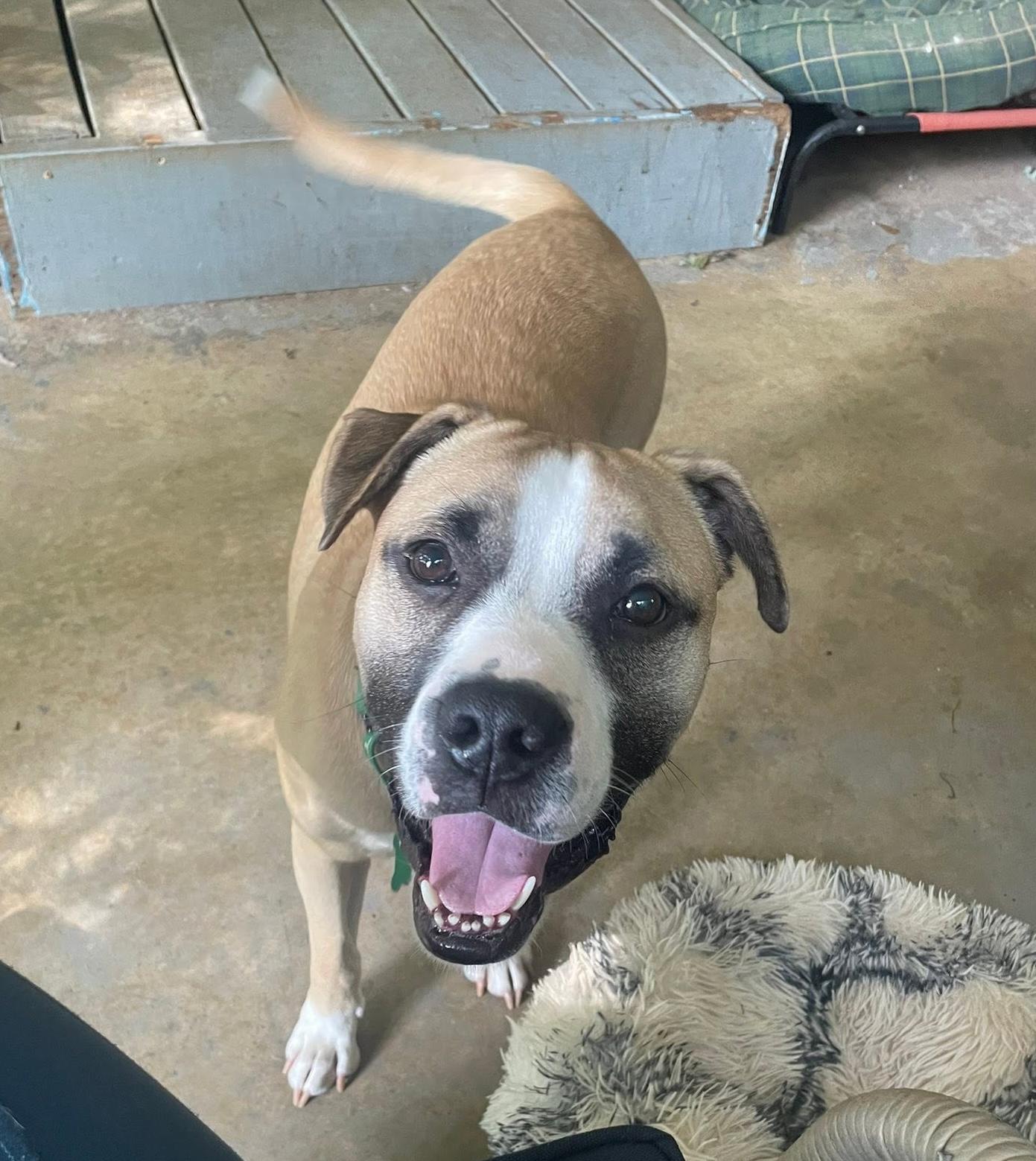 Wes, ADOPTABLE, Adult Male Pit Bull Terrier & Boxer.