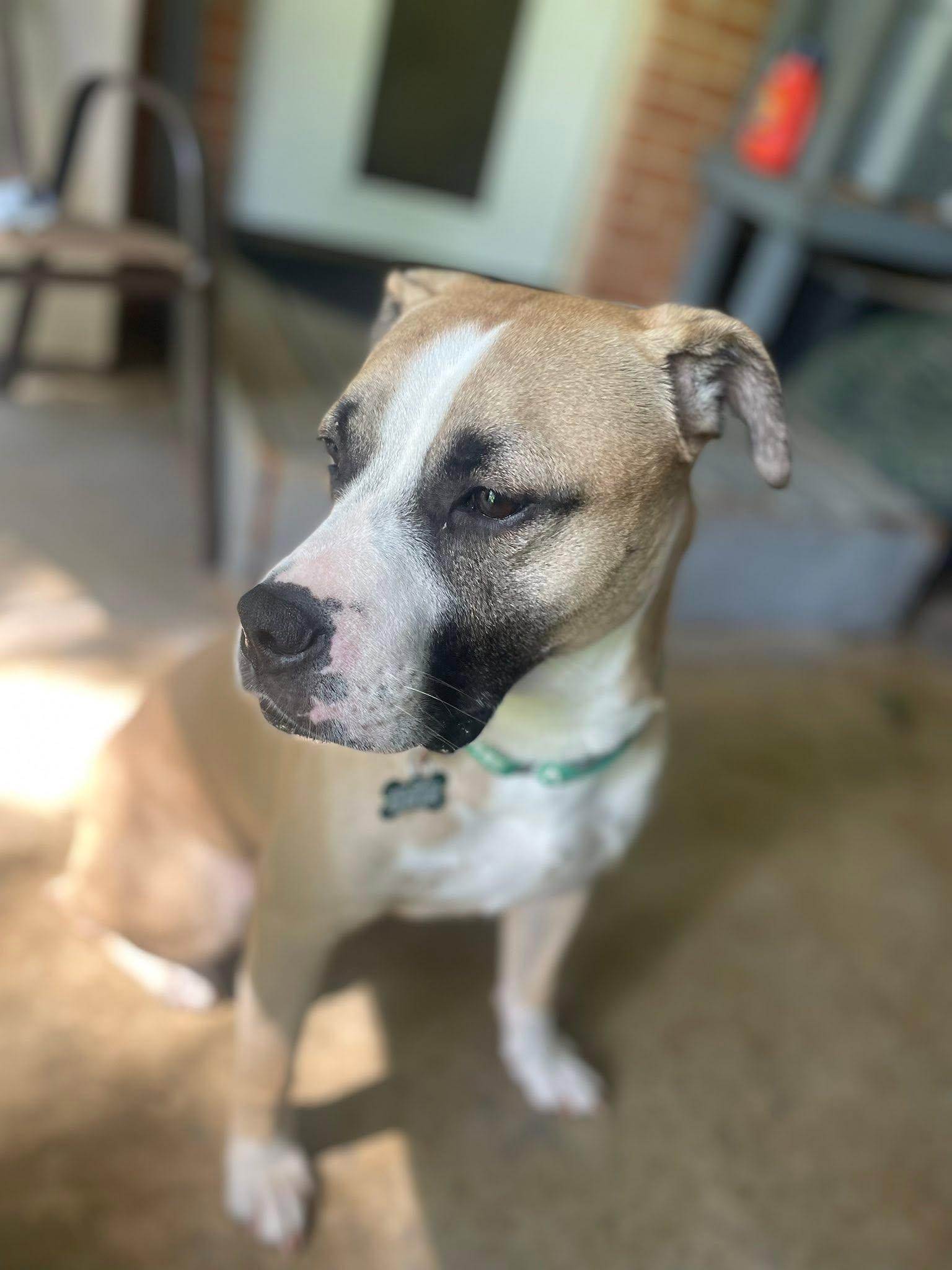 Wes, a ADOPTABLE mixed breed in East Point, GA image 5/5