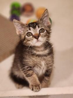 Enlarge Milkshake, a ADOPTABLE Domestic Short Hair in Johnson City, TN image 1/2