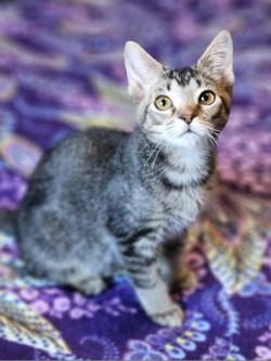 Enlarge Milkshake, a ADOPTABLE Domestic Short Hair in Johnson City, TN image 2/2