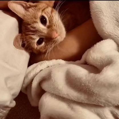 Enlarge Zena (f), a Adopted Domestic Short Hair in Fresh Meadows, NY image 2/4