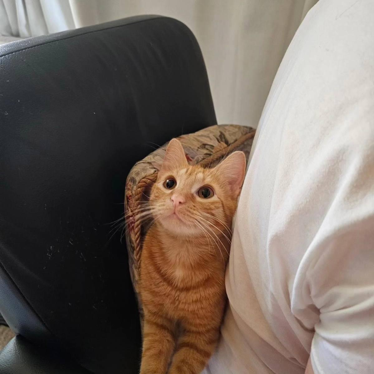 Zena (f), Adopted, Young Female Domestic Short Hair.