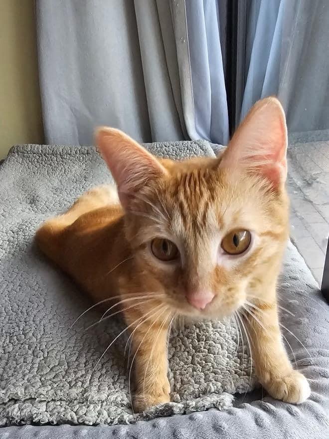 Enlarge Zena (f), a Adopted Domestic Short Hair in Fresh Meadows, NY image 3/4